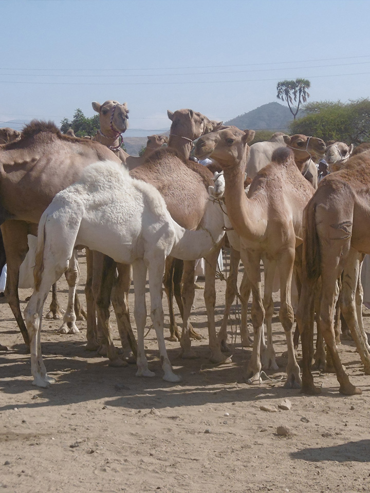 Keren Camel Market Oasis Eritrea Travel Agency